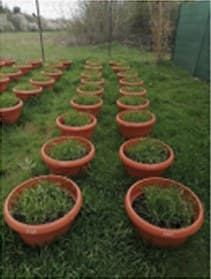 Green wheat growing in the pots in late March.