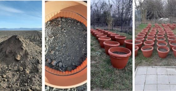 Farm soil, a filled pot, and rows of pots sown with winter wheat.