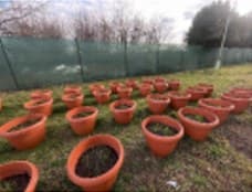 Rows of pots with small wheat seedlings in February.